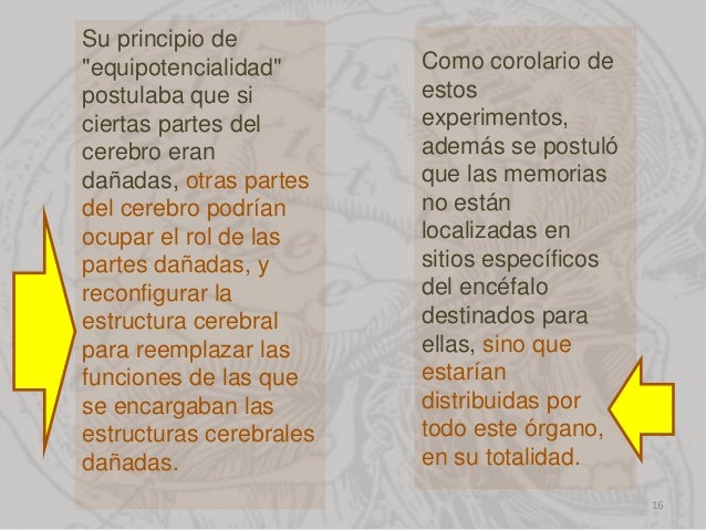 How Did Lashley Develop The Equipotentiality Hypothesis? EQUIPOTENCIALIDAD CEREBRAL PDF